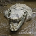 crocodile_american_tar_h_1579_cos2582.jpg